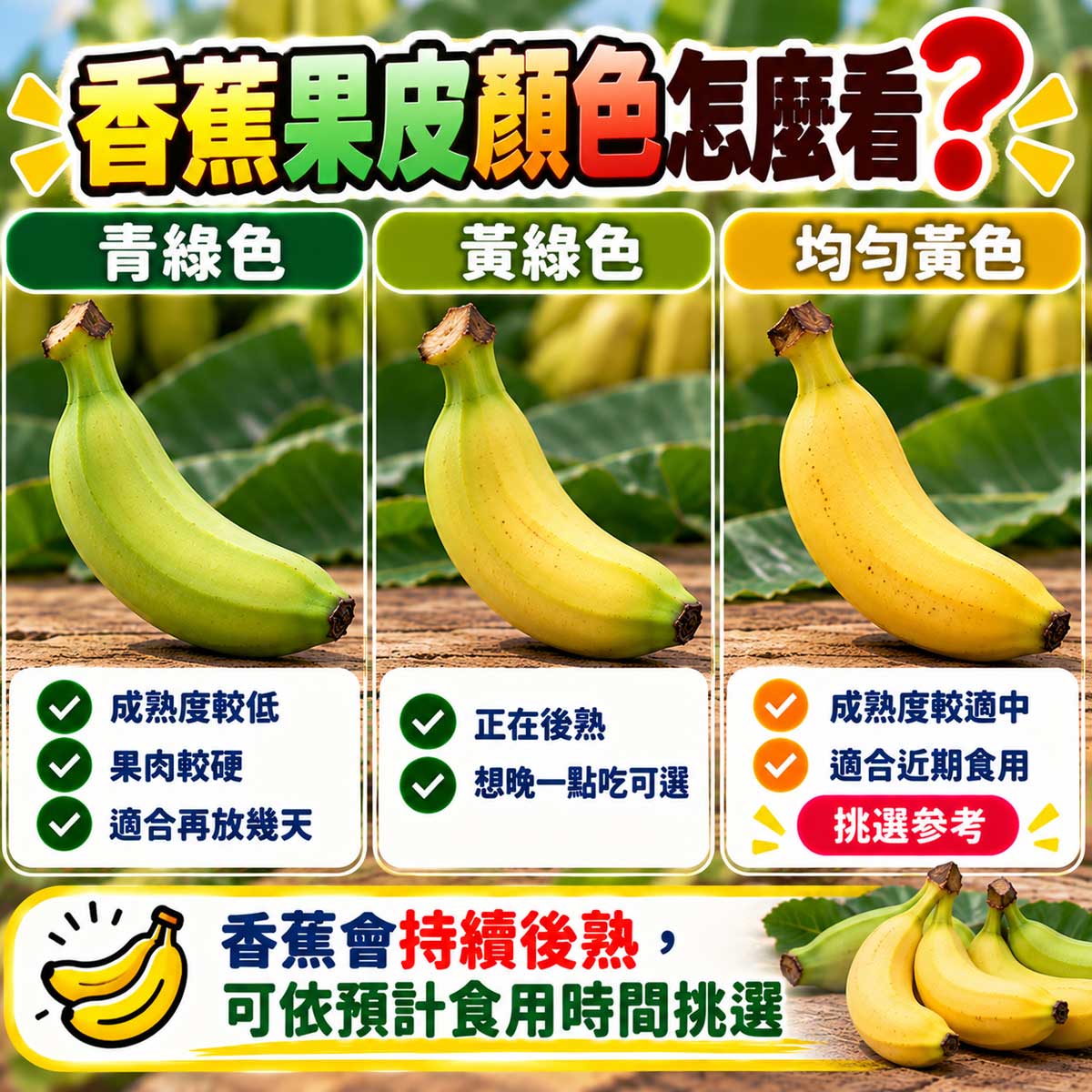 香蕉青綠黃中帶青與自然金黃果皮熟度比較