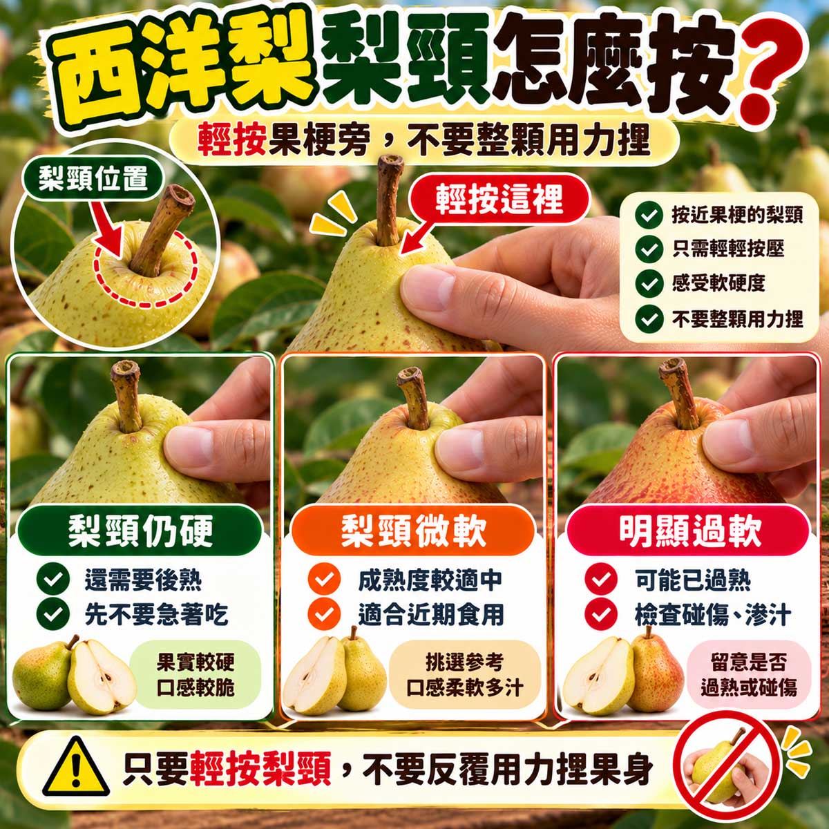 西洋梨果頸仍硬微軟與明顯過軟成熟度比較