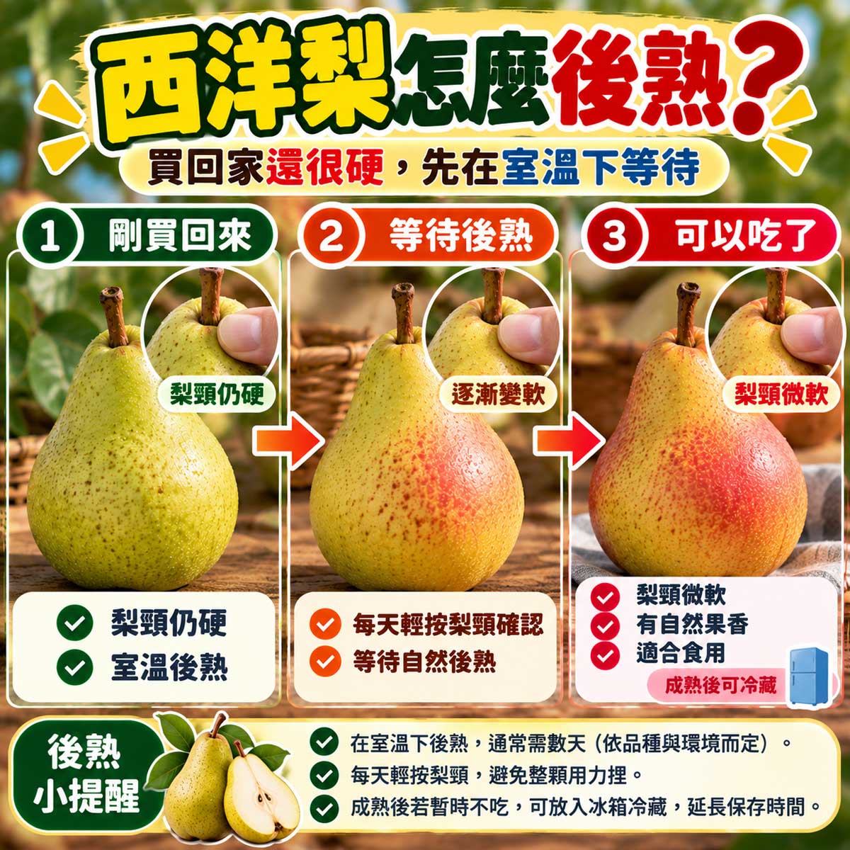 西洋梨從硬實到果頸微軟的常溫後熟保存流程
