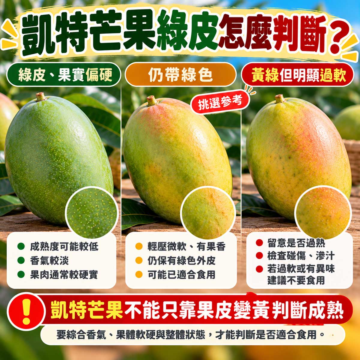 凱特芒果綠皮偏硬綠皮適熟與黃綠過軟成熟度比較
