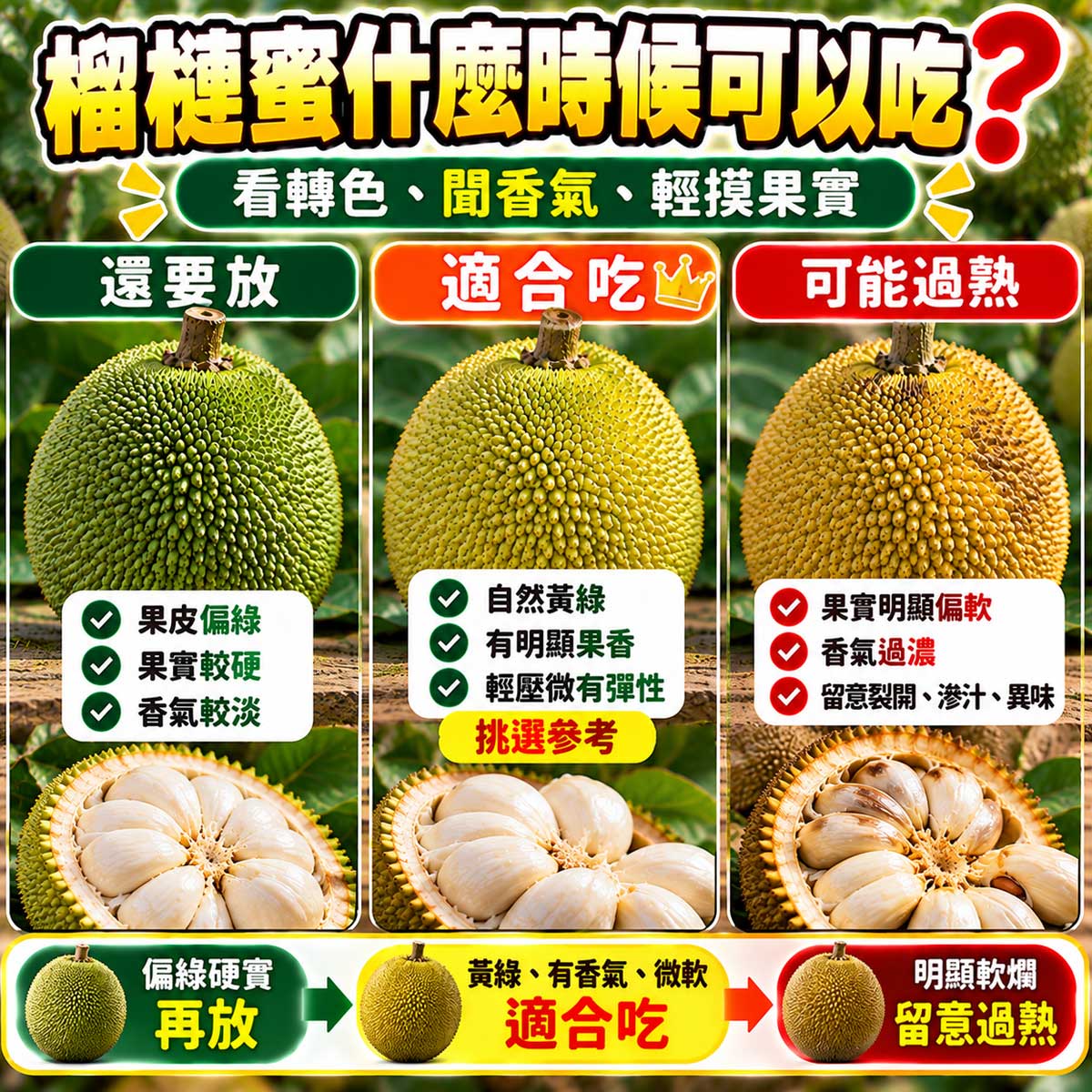 榴槤蜜未熟接近成熟適合食用與過熟異常比較
