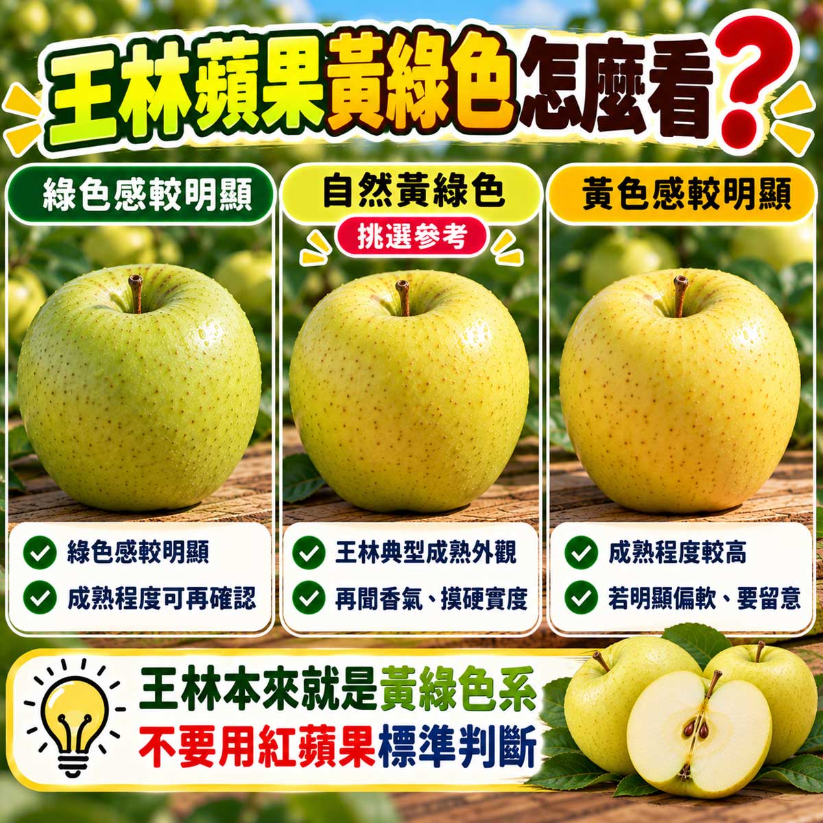 王林蘋果青綠自然黃綠與偏黃色澤狀態比較