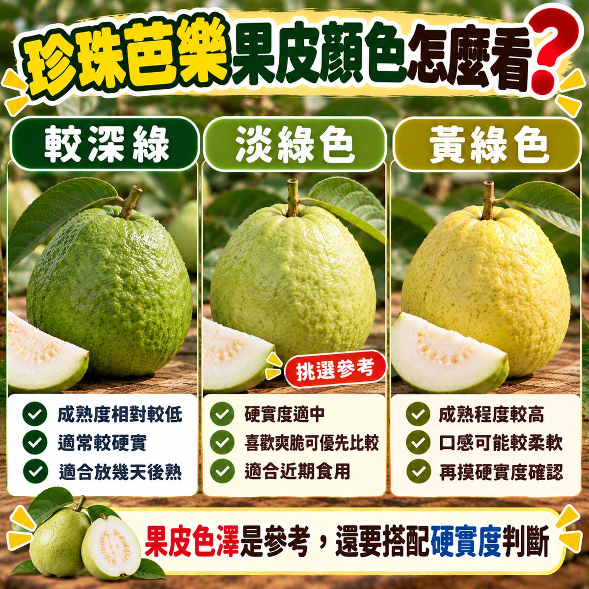 珍珠芭樂深綠淡綠與黃綠果皮成熟度比較