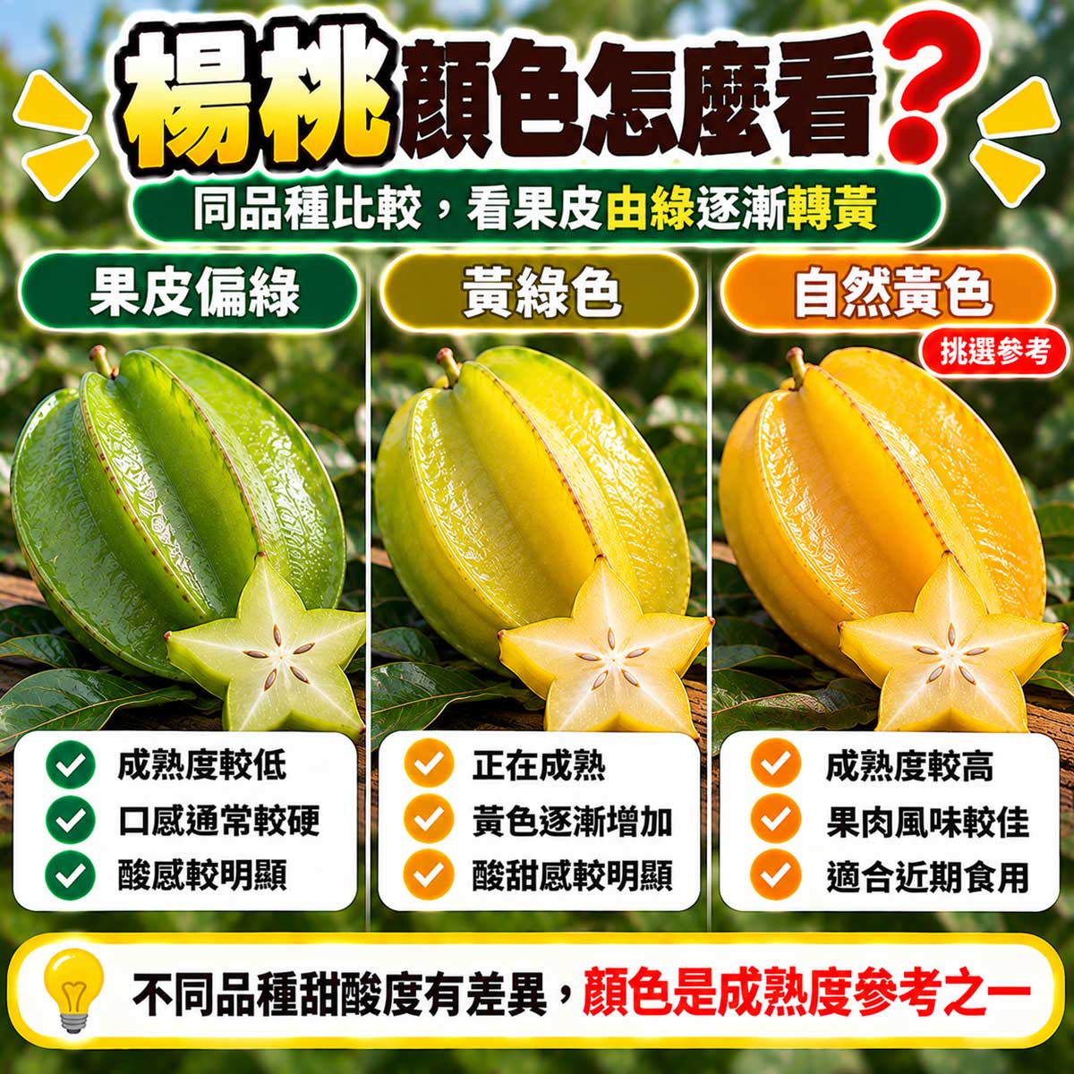 楊桃偏青黃中帶綠與金黃果皮轉色比較