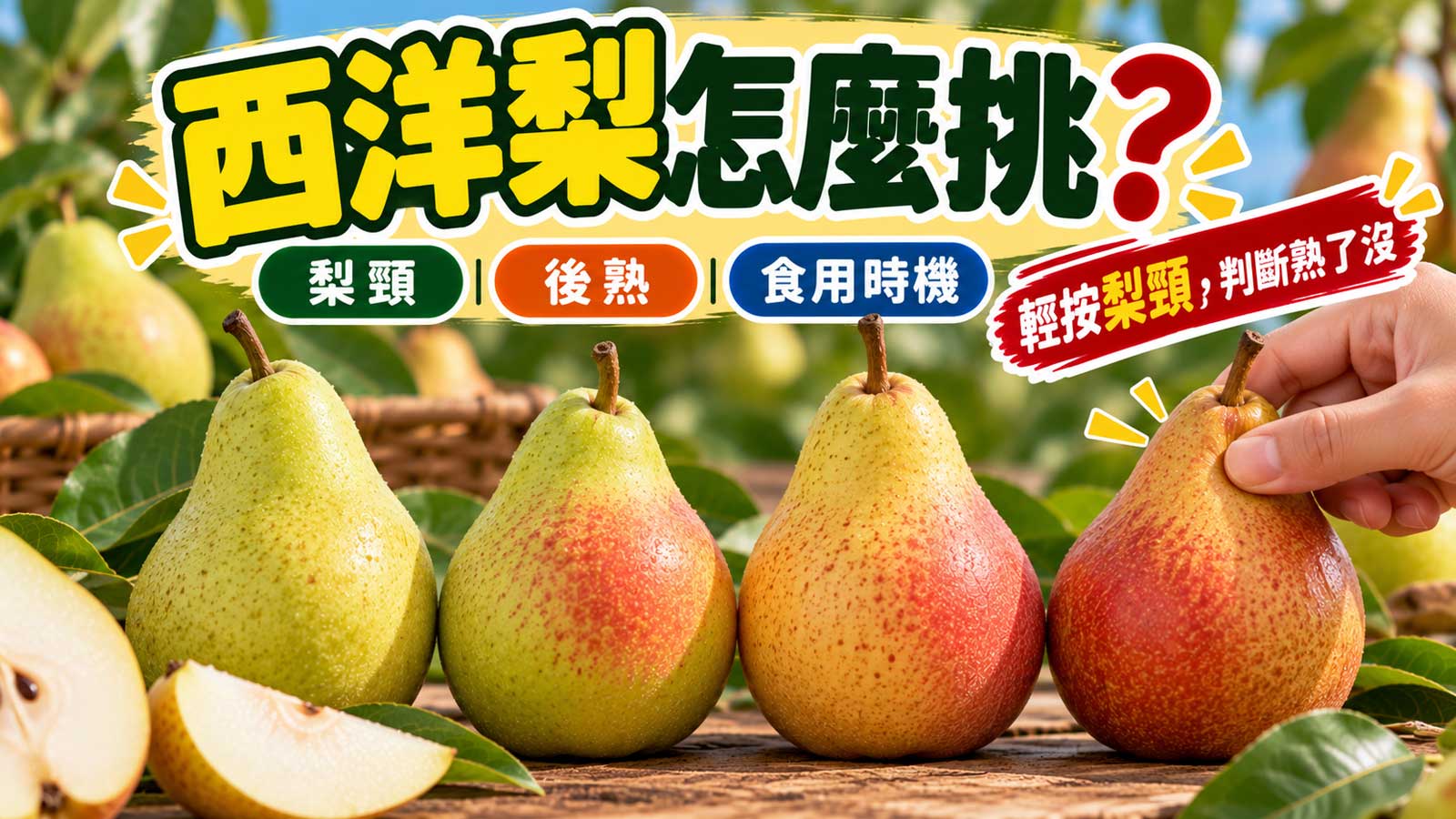 西洋梨果頸軟硬後熟與食用時間挑選封面
